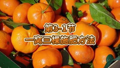 第3-1节-一窝三棵施肥方法