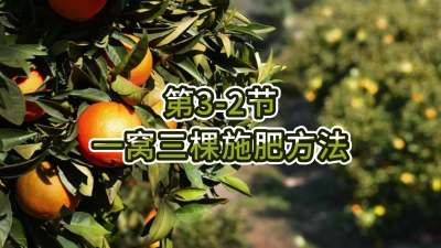 第3-2节-一窝三棵施肥方法
