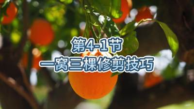第4-1节-一窝三棵修剪技巧