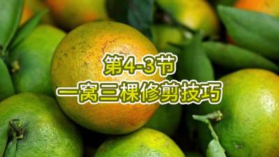 第4-3节-一窝三棵修剪技巧