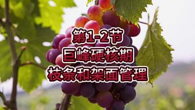 第1-2节-巨峰硬核期的枝条和架面管理