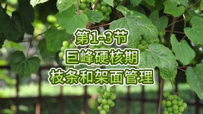 第1-3节-巨峰硬核期的枝条和架面管理