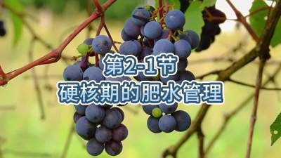 第2-1节-硬核期的肥水管理