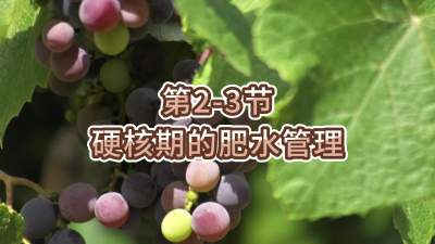 第2-3节-硬核期的肥水管理