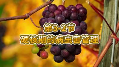 第3-2节-硬核期的病虫害管理