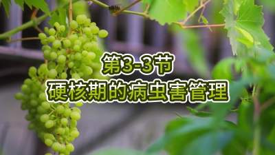 第3-3节-硬核期的病虫害管理
