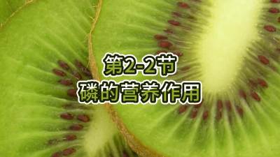 第2-2节-磷的营养作用