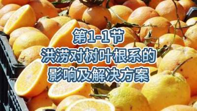 第1-1节-洪涝对树叶根系的影响及解决方案