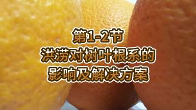 第1-2节-洪涝对树叶根系的影响及解决方案