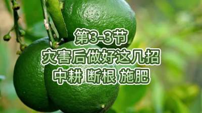 第3-3节-灾害后做好这几招-中耕 断根 施肥