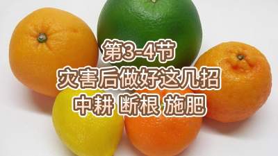 第3-4节-灾害后做好这几招-中耕 断根 施肥