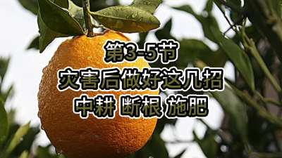 第3-5节-灾害后做好这几招-中耕 断根 施肥