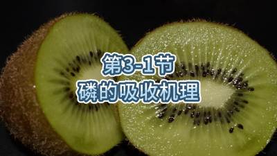 第3-1节-磷的吸收机理