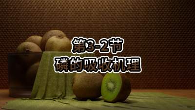 第3-2节-磷的吸收机理