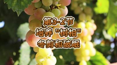 第3-2节-培养 &ldquo;树相&rdquo; &mdash;&mdash;冬剪和破眠
