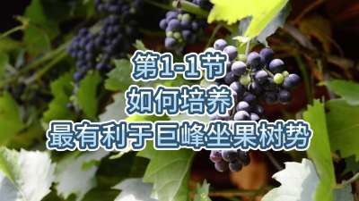 第1-1节-如何培养最有利于巨峰坐果树势