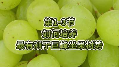 第1-3节-如何培养最有利于巨峰坐果树势