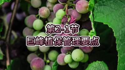 第2-1节-巨峰植保管理要点