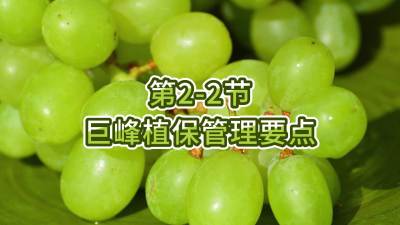 第2-2节-巨峰植保管理要点