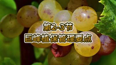 第2-3节-巨峰植保管理要点