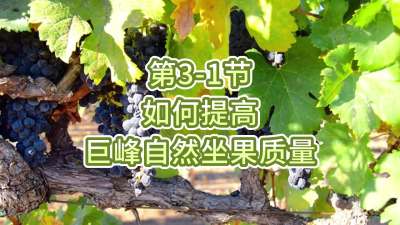 第3-1节-如何提高巨峰自然坐果质量