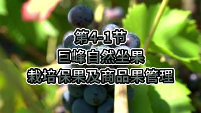 第4-1节-巨峰自然坐果栽培保果及商品果管理