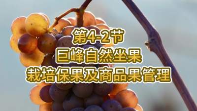 第4-2节-巨峰自然坐果栽培保果及商品果管理