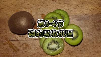 第3-4节-磷的吸收机理