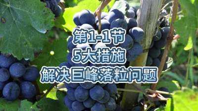 第1-1节-5大措施解决巨峰落粒问题