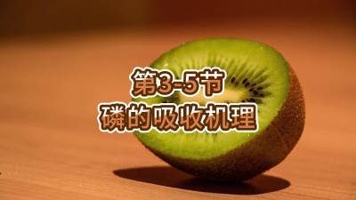 第3-5节-磷的吸收机理