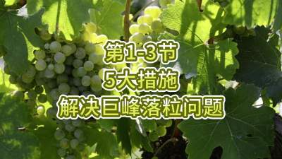 第1-3节-5大措施解决巨峰落粒问题