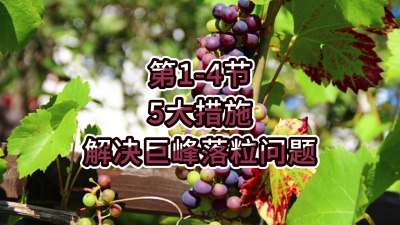 第1-4节-5大措施解决巨峰落粒问题