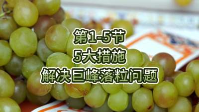 第1-5节-5大措施解决巨峰落粒问题