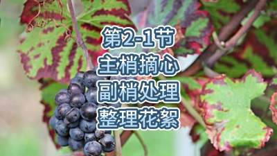 第2-1节-主梢摘心、副梢处理、整理花絮