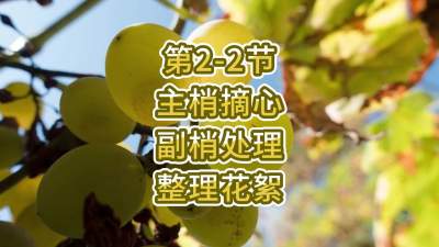 第2-2节-主梢摘心、副梢处理、整理花絮