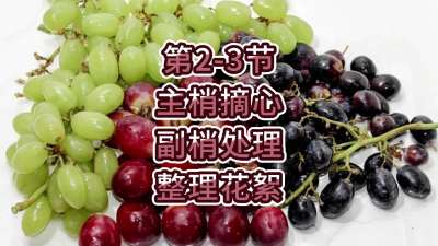 第2-3节-主梢摘心、副梢处理、整理花絮