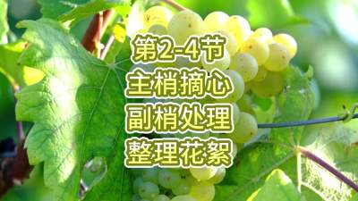 第2-4节-主梢摘心、副梢处理、整理花絮