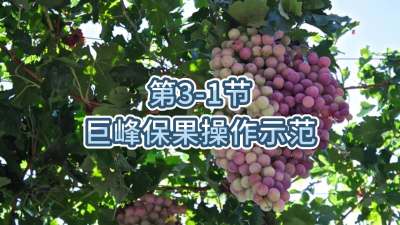第3-1节-巨峰保果操作示范