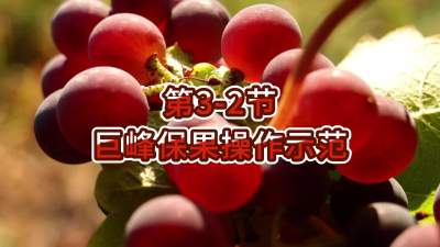 第3-2节-巨峰保果操作示范