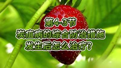 第4-3节-炭疽病的综合防治措施-发生后怎么治疗？
