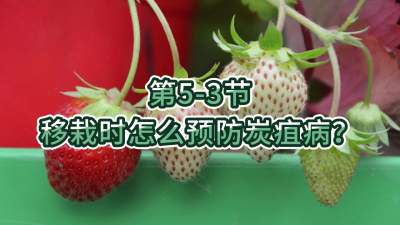 第5-3节-移栽时怎么预防炭疽病？