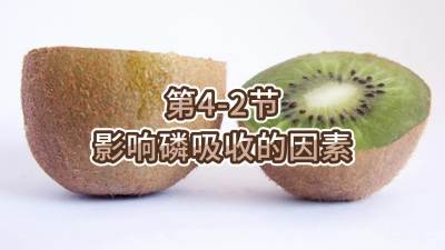 第4-2节-影响磷吸收的因素
