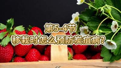 第5-4节-移栽时怎么预防炭疽病？