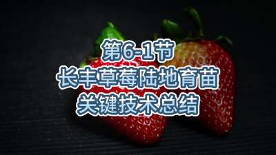 第6-1节-长丰草莓陆地育苗关键技术总结