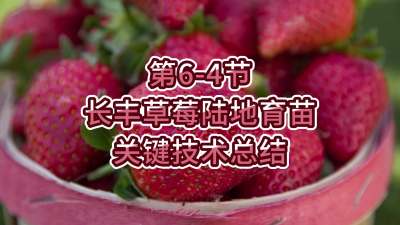 第6-4节-长丰草莓陆地育苗关键技术总结