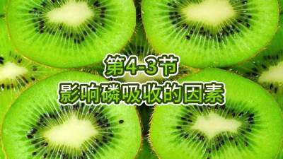 第4-3节-影响磷吸收的因素