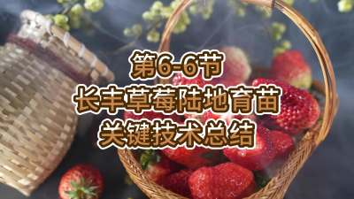 第6-6节-长丰草莓陆地育苗关键技术总结