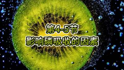第4-5节-影响磷吸收的因素
