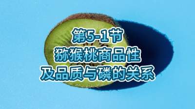 第5-1节-猕猴桃商品性及品质与磷的关系