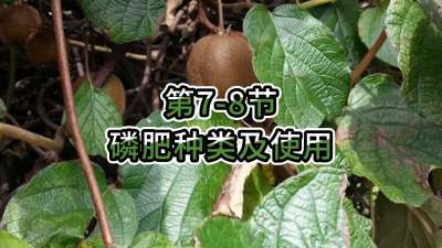 第7-8节-磷肥种类及使用